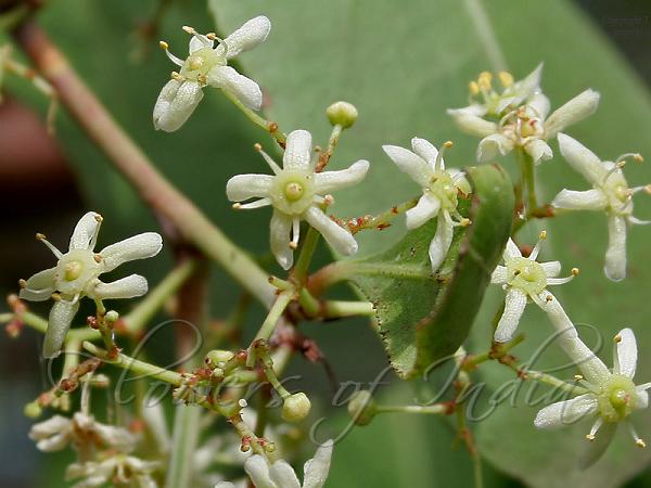 Mountain Spike Thorn